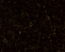 Black Pearl