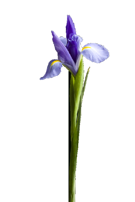 Decorative memorials Iris